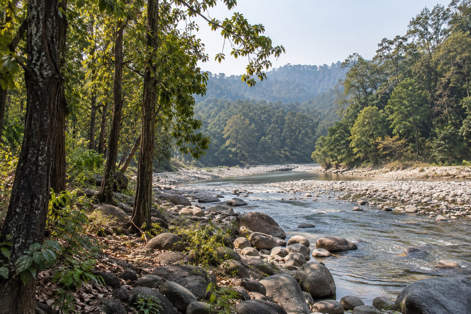 Sal forest and a riverbed in the Corbett region
