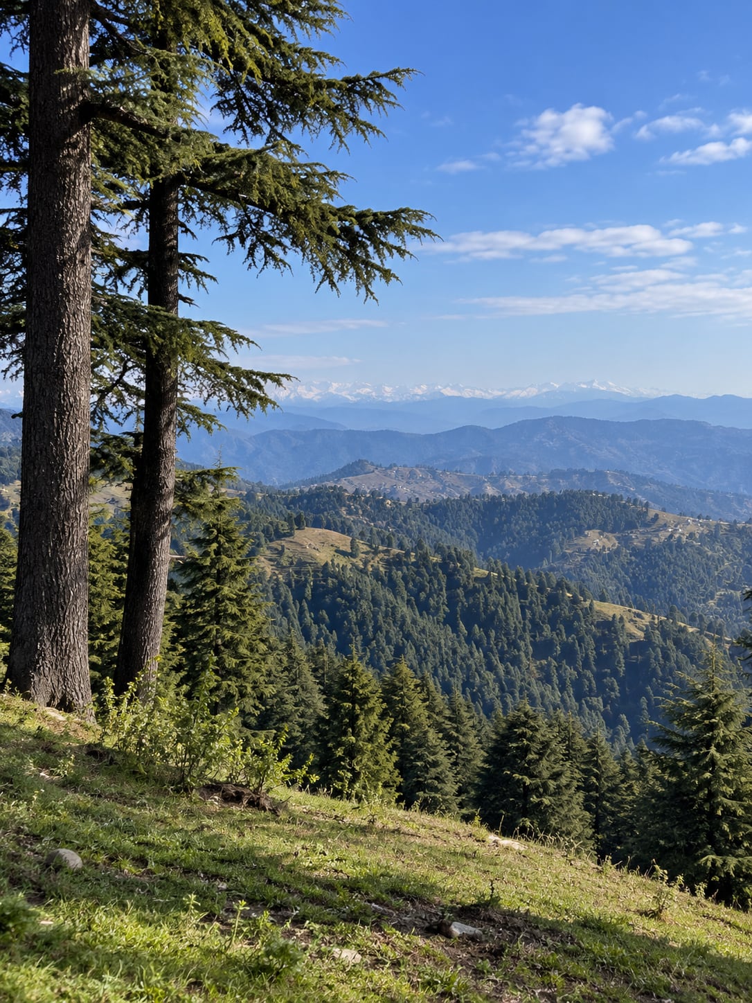 Illustration of forested Kufri hills and distant mountain layers under soft daylight.